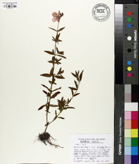 Rhexia mariana var. purpurea image