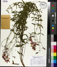 Rhexia mariana var. purpurea image