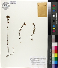 Rhexia petiolata image