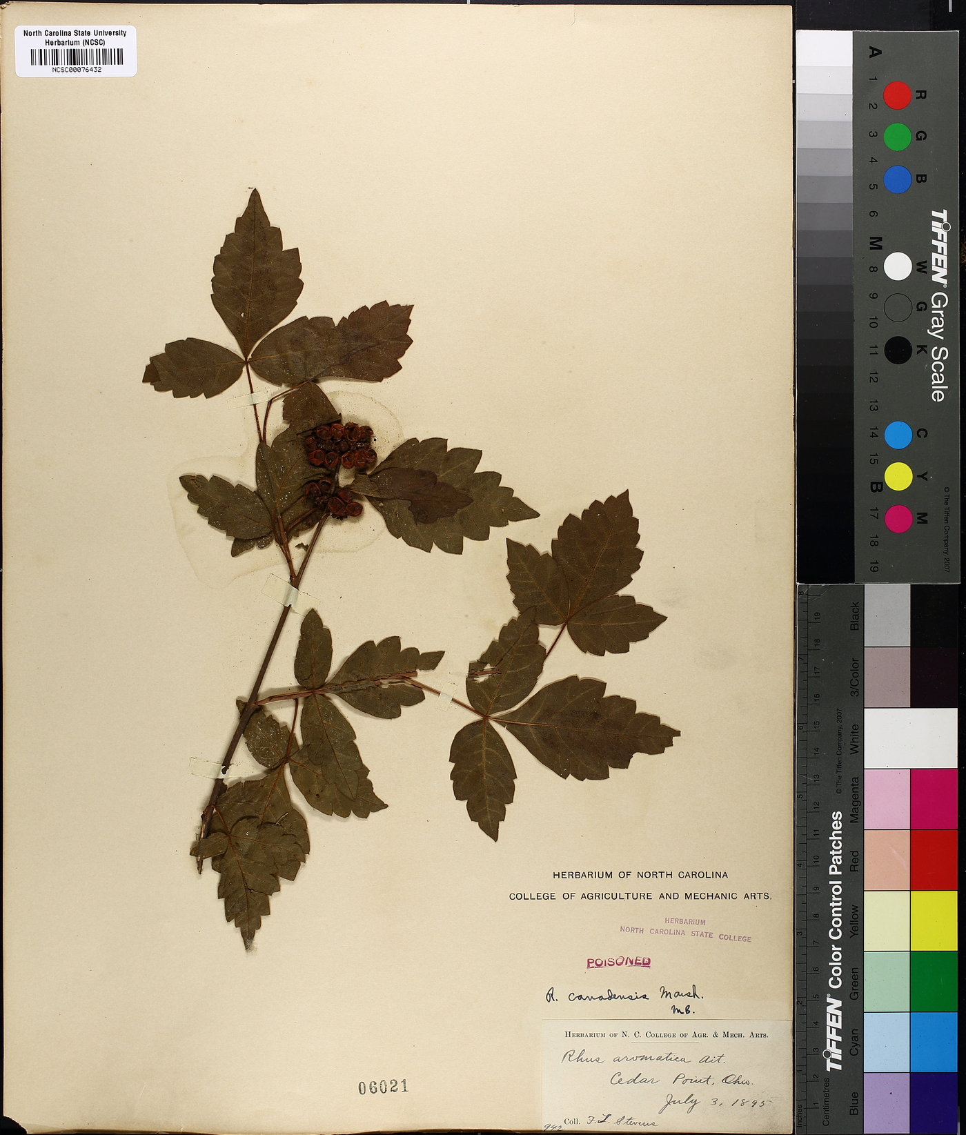 Rhus canadensis image