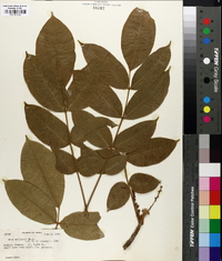 Toxicodendron wallichii image