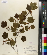 Acer leucoderme image