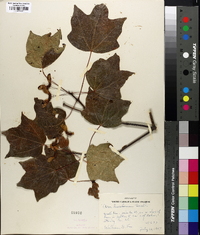 Acer leucoderme image