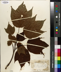 Acer pensylvanicum image