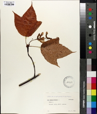 Acer pensylvanicum image