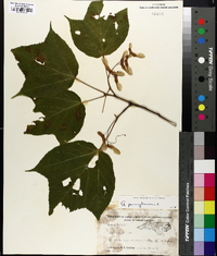 Acer pensylvanicum image