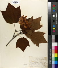 Acer pensylvanicum image