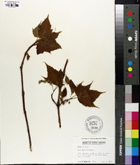 Acer pensylvanicum image