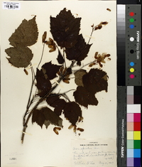 Acer spicatum image