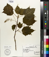 Acer spicatum image