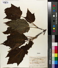 Acer spicatum image