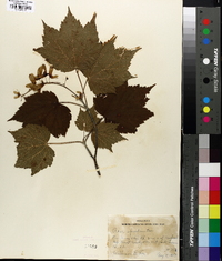 Acer spicatum image