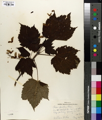 Acer spicatum image