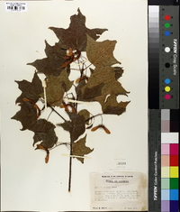 Acer leucoderme image