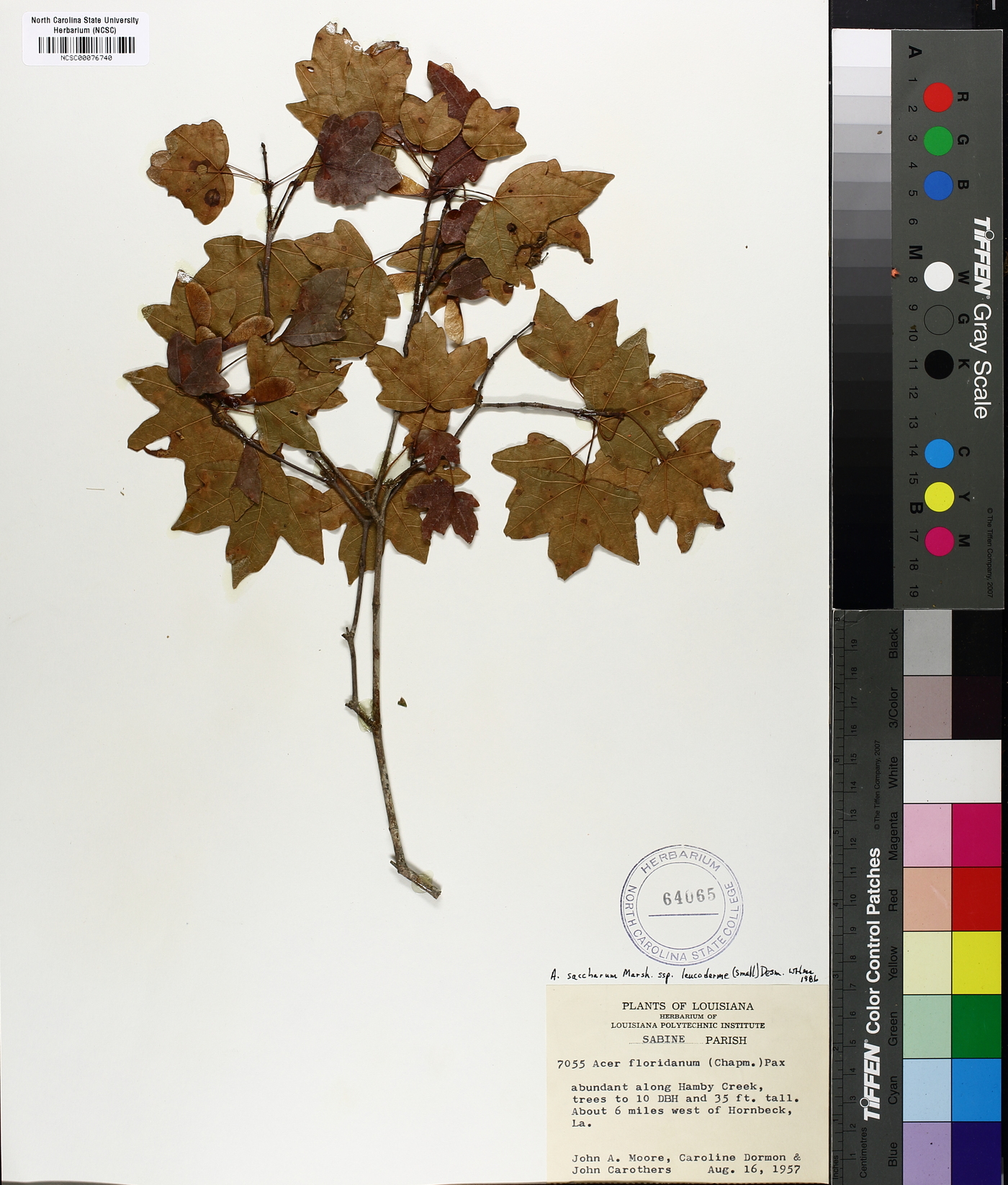 Acer saccharum subsp. leucoderme image