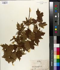 Acer leucoderme image