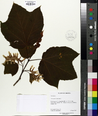 Acer pensylvanicum image