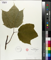 Acer pensylvanicum image