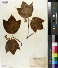 Acer pensylvanicum image