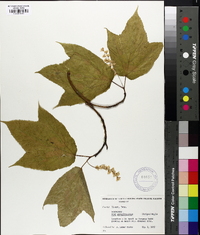 Acer pensylvanicum image