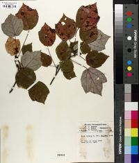 Acer rubrum var. tridens image