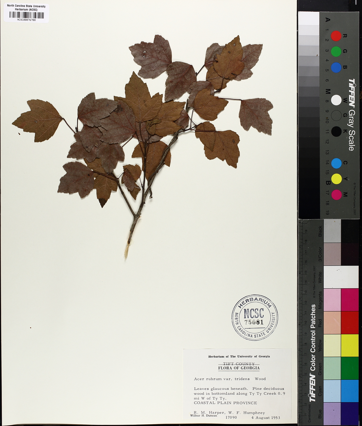Acer rubrum var. tridens image