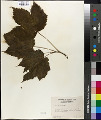 Acer spicatum image