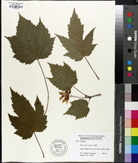 Acer spicatum image