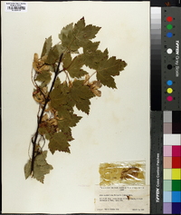 Acer glabrum image