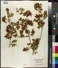 Acer glabrum var. diffusum image