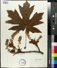 Acer macrophyllum image