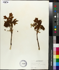 Acer macrophyllum image