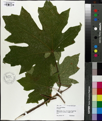 Acer macrophyllum image