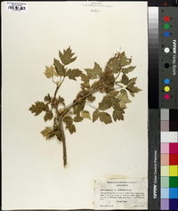 Acer negundo var. californicum image