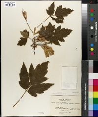 Acer negundo var. californicum image