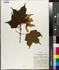 Acer nigrum image