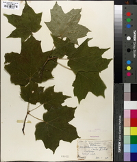 Acer nigrum image