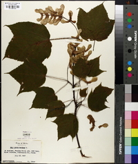 Acer pensylvanicum image