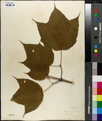 Acer pensylvanicum image