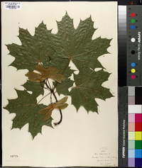 Acer platanoides image