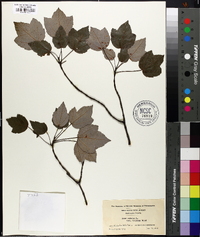 Acer rubrum var. tridens image