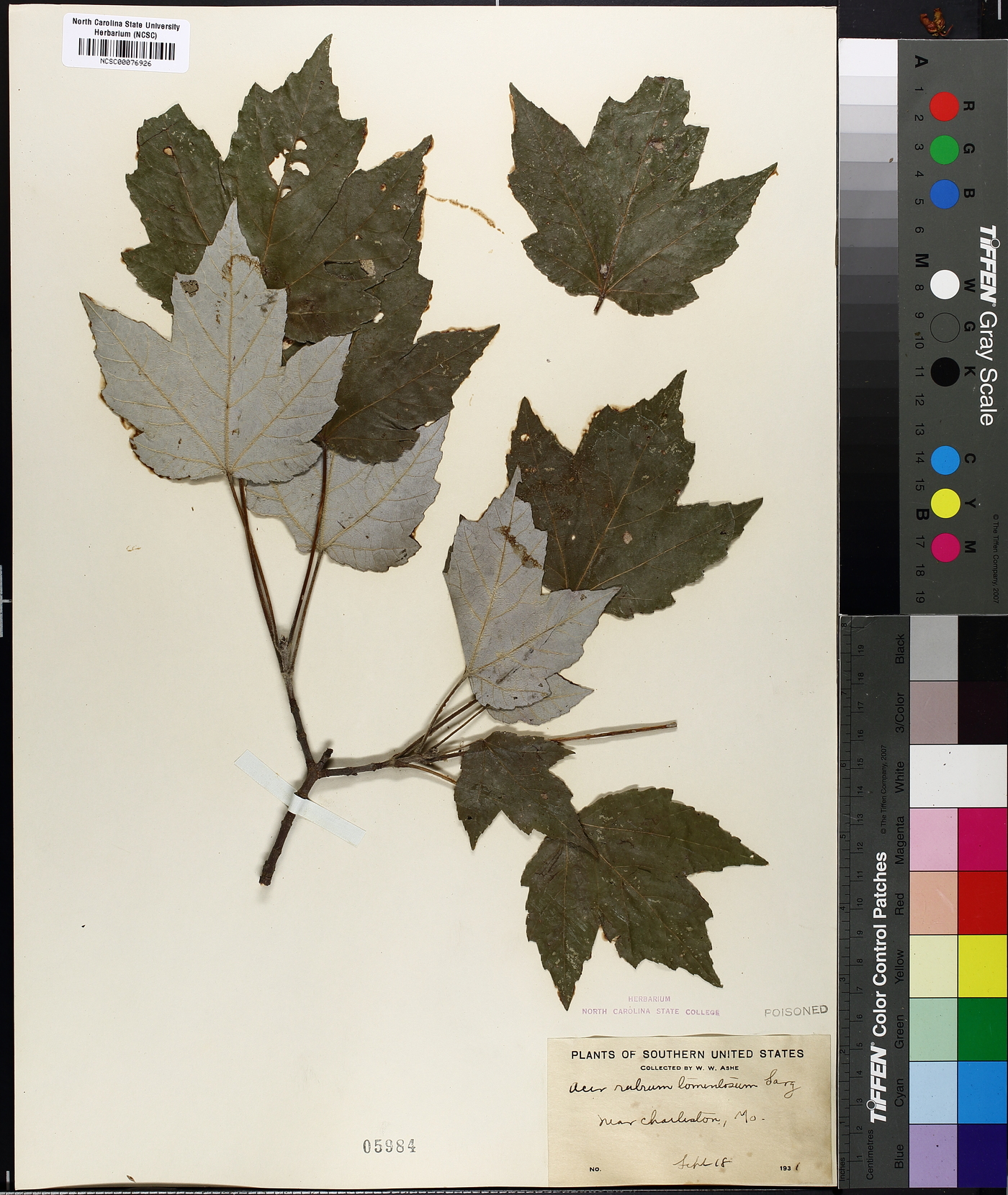 Acer rubrum var. tomentosum image