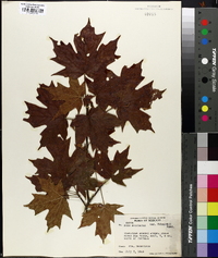 Acer saccharum var. schneckii image