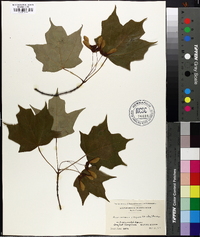 Acer nigrum image