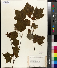 Acer spicatum image