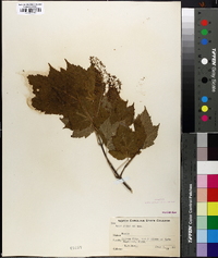 Acer spicatum image