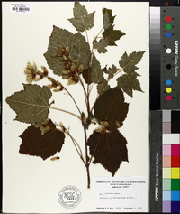 Acer spicatum image