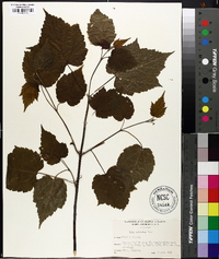 Acer spicatum image