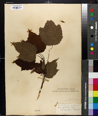 Acer spicatum image