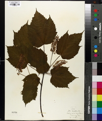 Acer spicatum image